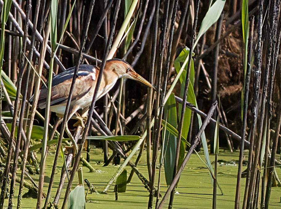 Least Bittern - ML620674439