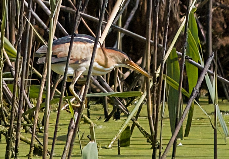 Least Bittern - ML620674441