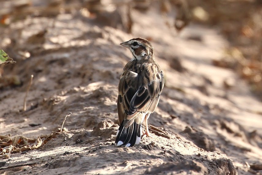 Lark Sparrow - ML620674443