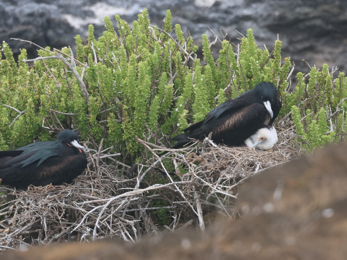 Great Frigatebird - ML620674449