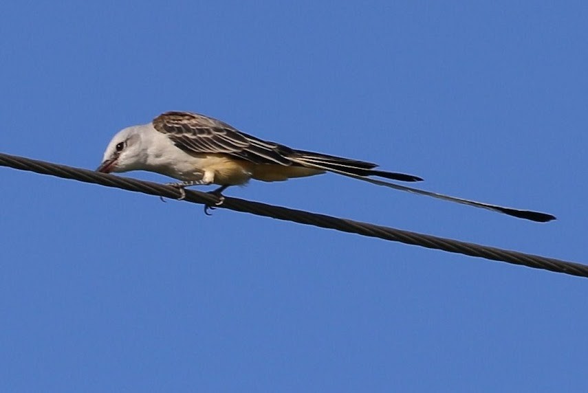 Scissor-tailed Flycatcher - ML620674451