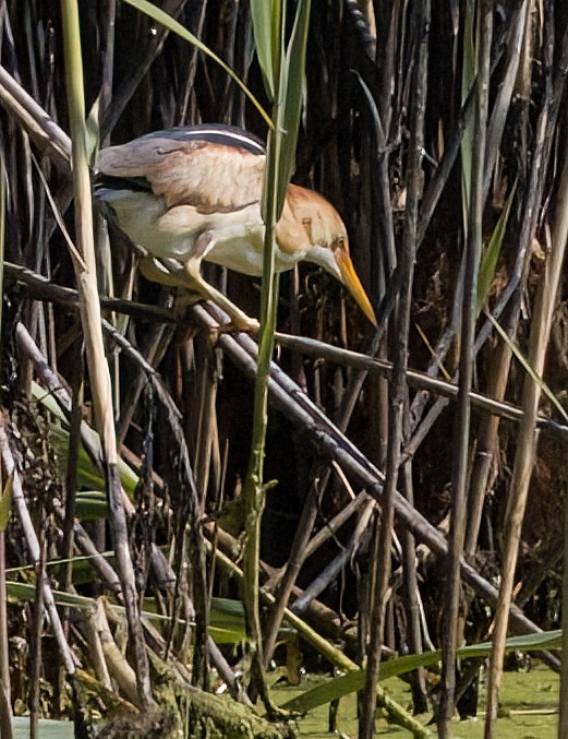 Least Bittern - ML620674455