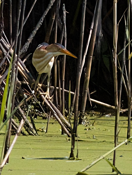 Least Bittern - ML620674458