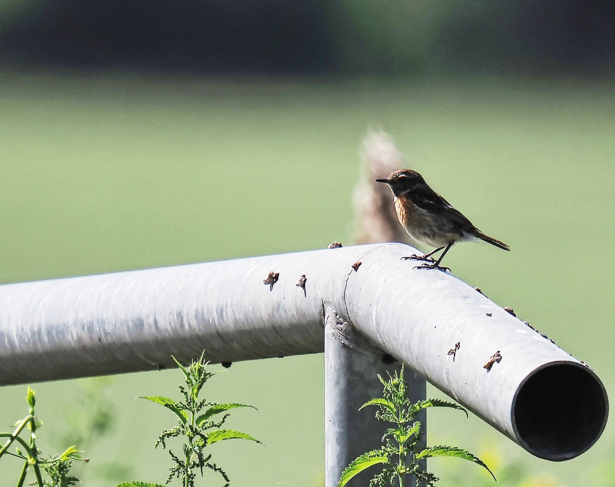 European Stonechat - ML620674460