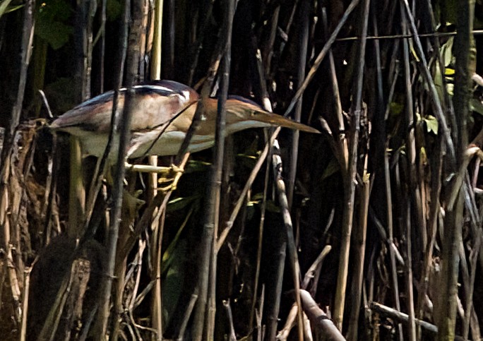 Least Bittern - ML620674461