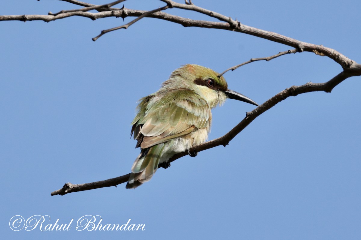 Asian Green Bee-eater - ML620674462