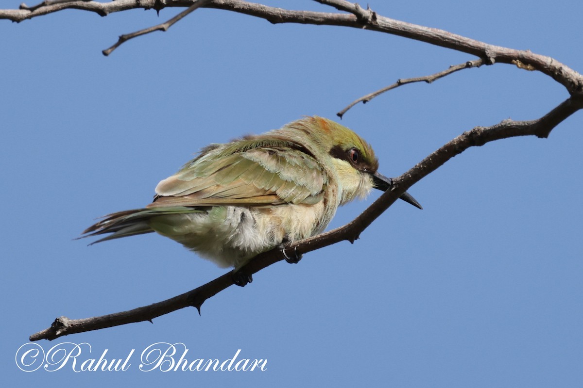 Asian Green Bee-eater - ML620674463