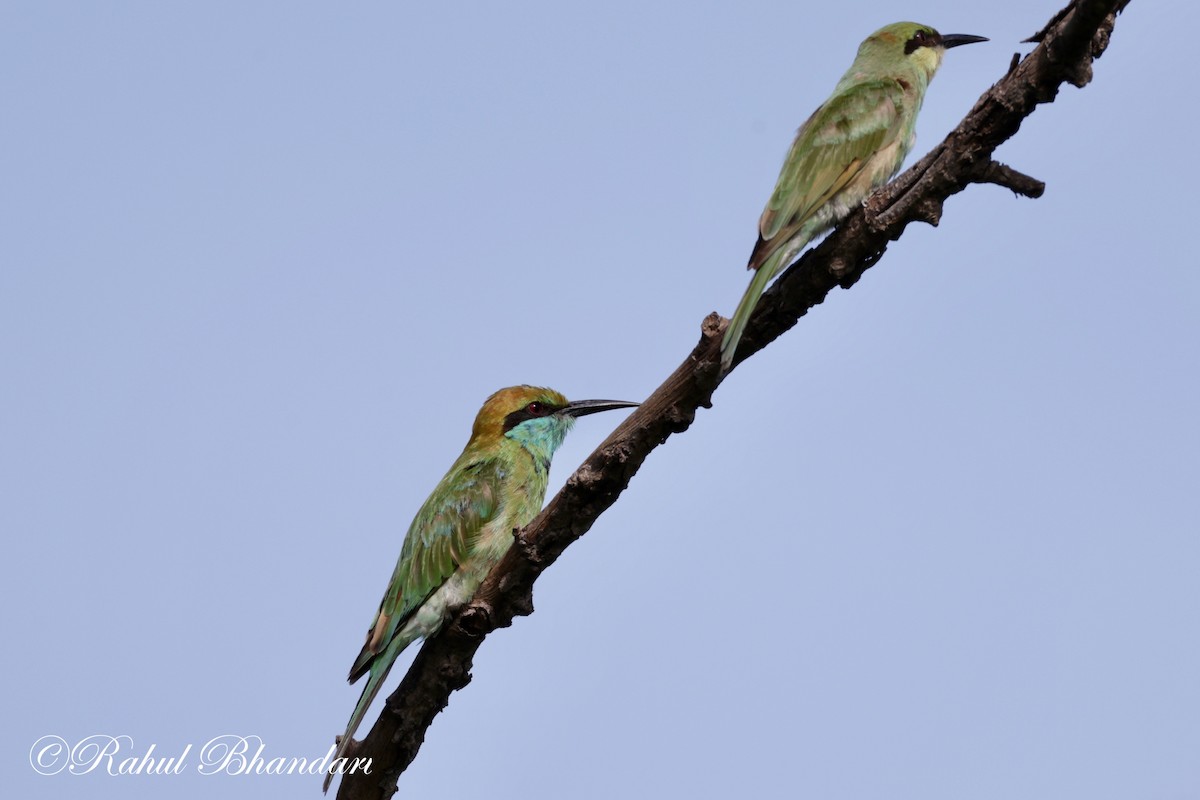 Asian Green Bee-eater - ML620674464