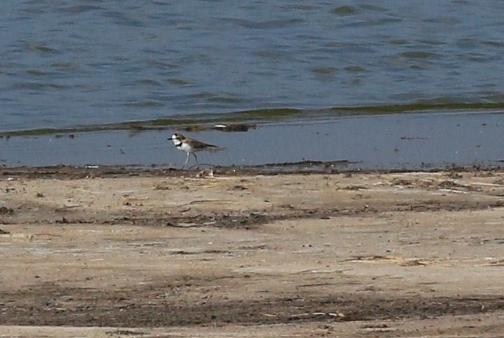 Collared Plover - ML620674466