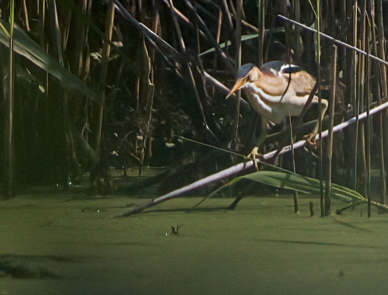 Least Bittern - ML620674467