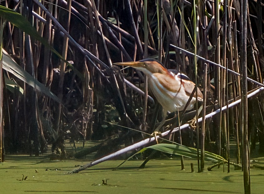 Least Bittern - John Gluth