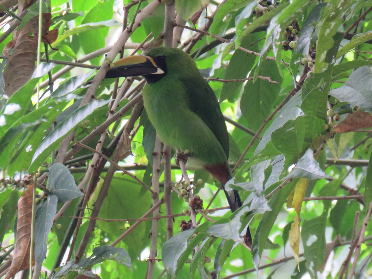 arassari bělohrdlý (ssp. atrogularis/dimidiatus) - ML620674478