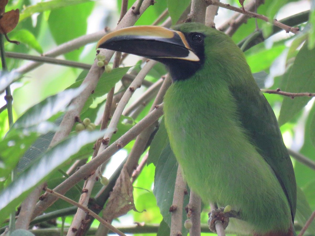 ミナミキバシミドリチュウハシ（atrogularis／dimidiatus） - ML620674480