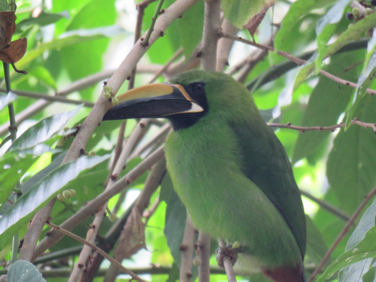 ミナミキバシミドリチュウハシ（atrogularis／dimidiatus） - ML620674482