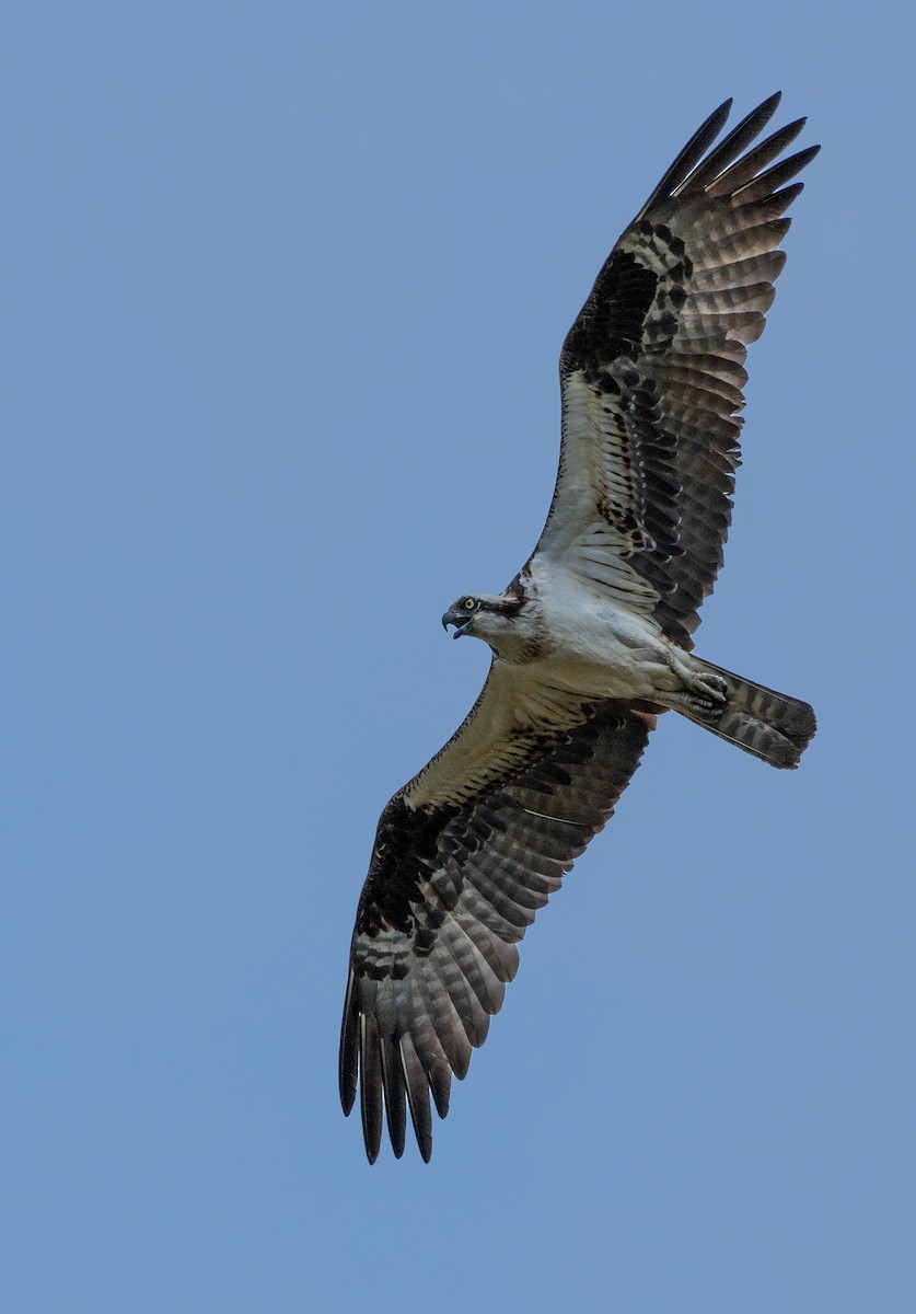 Balbuzard pêcheur - ML620674483