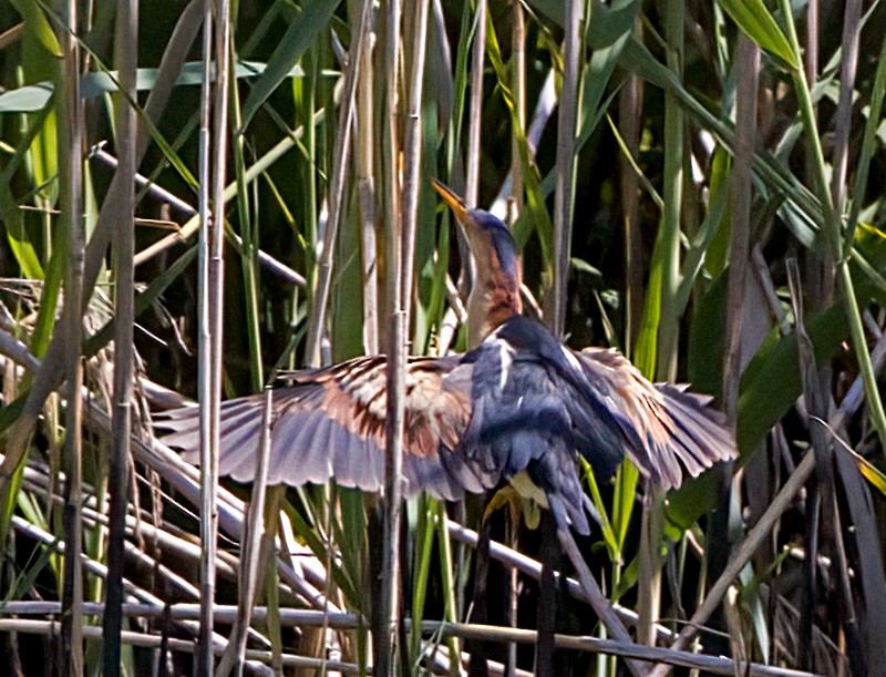 Least Bittern - ML620674484