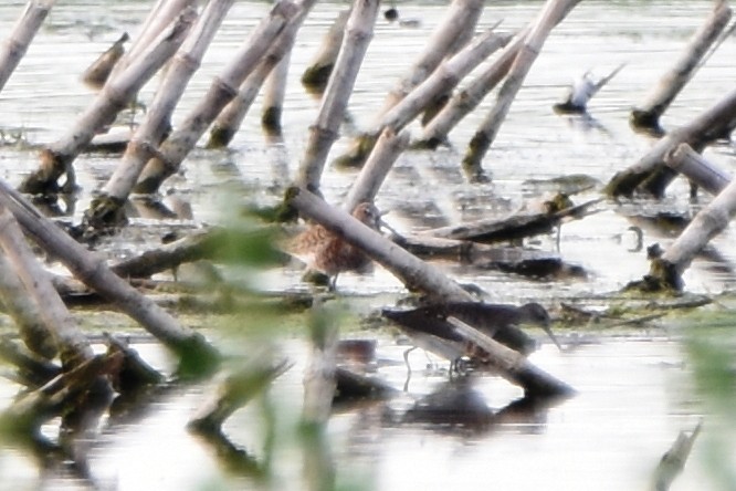 Curlew Sandpiper - ML620674485