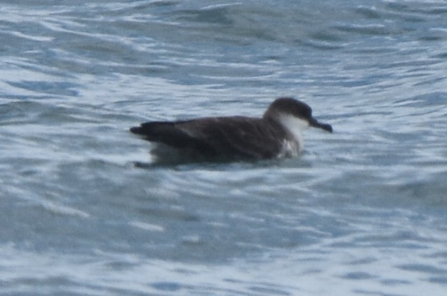 Great Shearwater - ML620674489