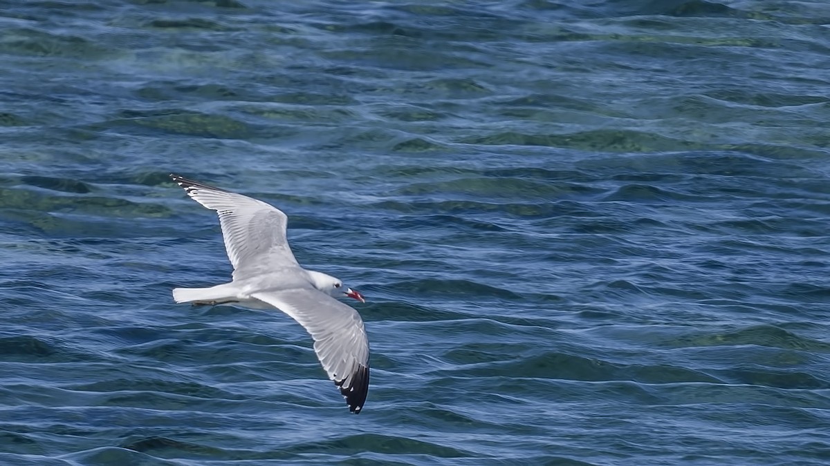 Audouin's Gull - ML620674491