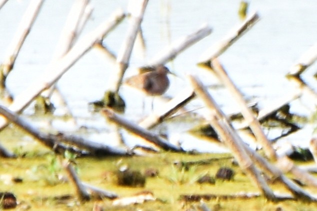 Curlew Sandpiper - ML620674494