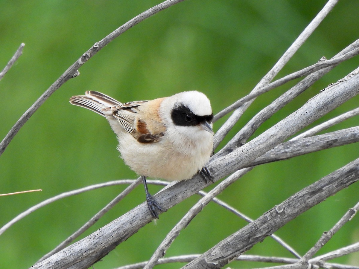 White-crowned Penduline-Tit - ML620674497