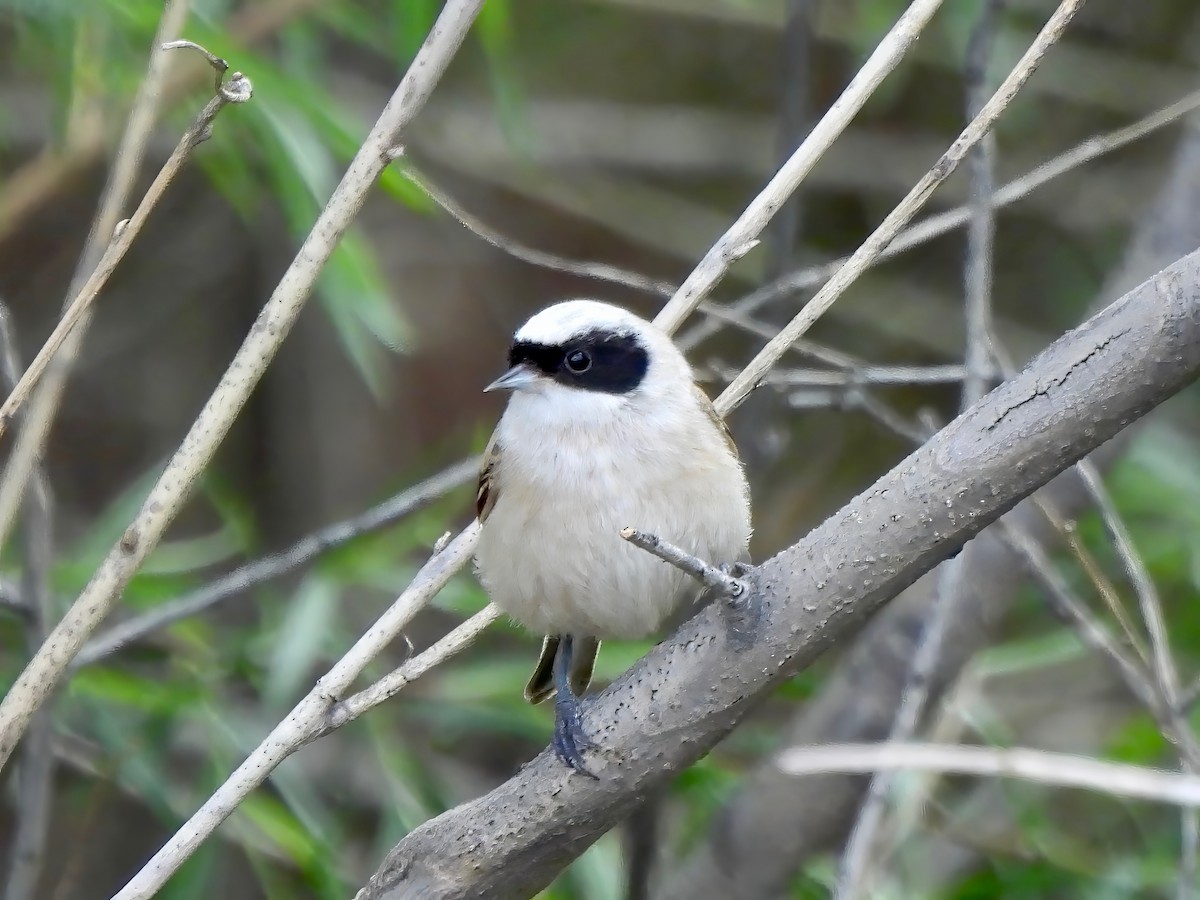 White-crowned Penduline-Tit - ML620674498