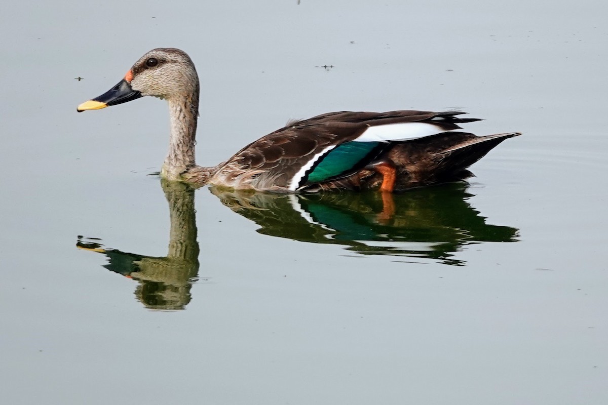 Indian Spot-billed Duck - Brecht Caers