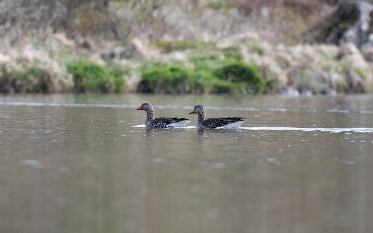 Graylag Goose (European) - Andra Florea