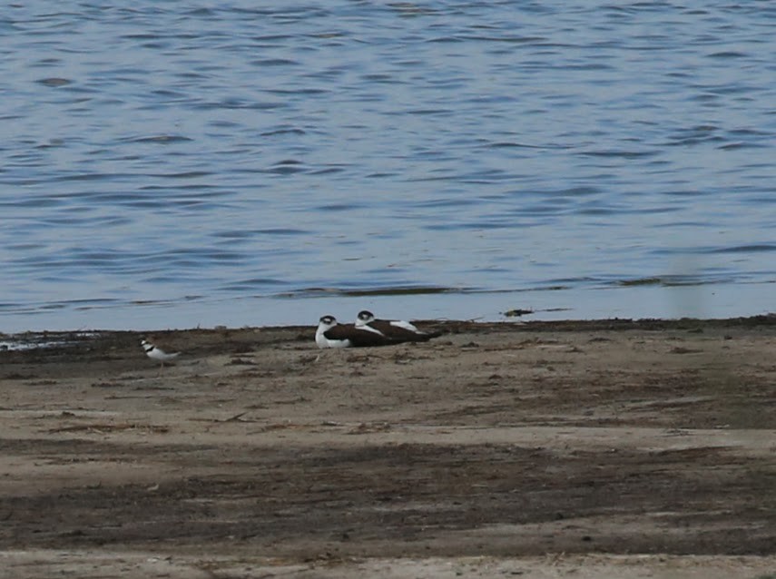 Black-necked Stilt - Kevin Sarsfield