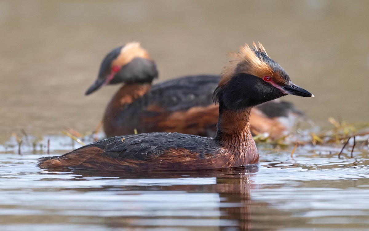 Horned Grebe - ML620674505