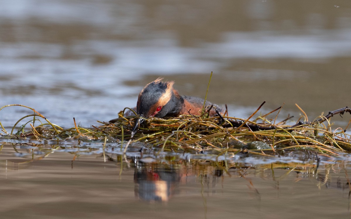 Horned Grebe - ML620674506