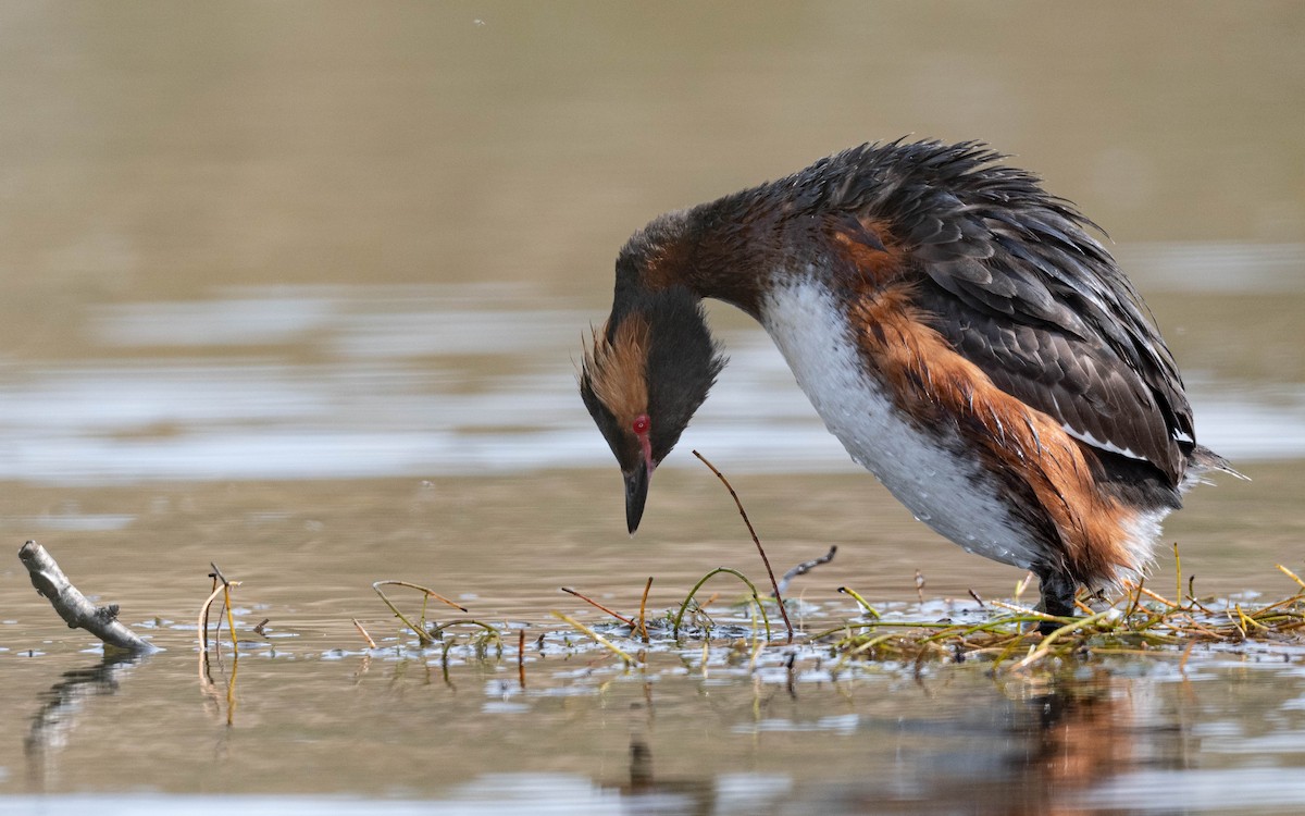 Horned Grebe - ML620674507