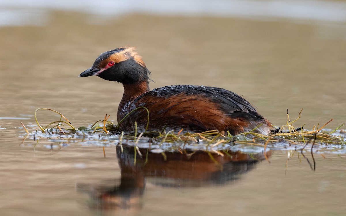 Horned Grebe - ML620674510