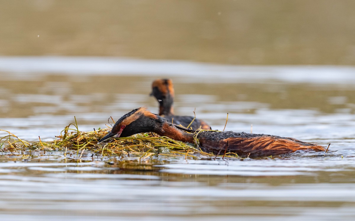 Horned Grebe - ML620674511