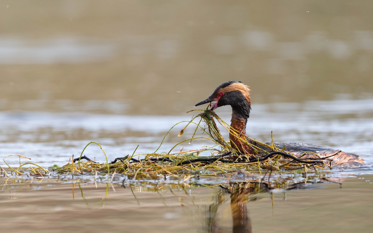 Horned Grebe - ML620674512