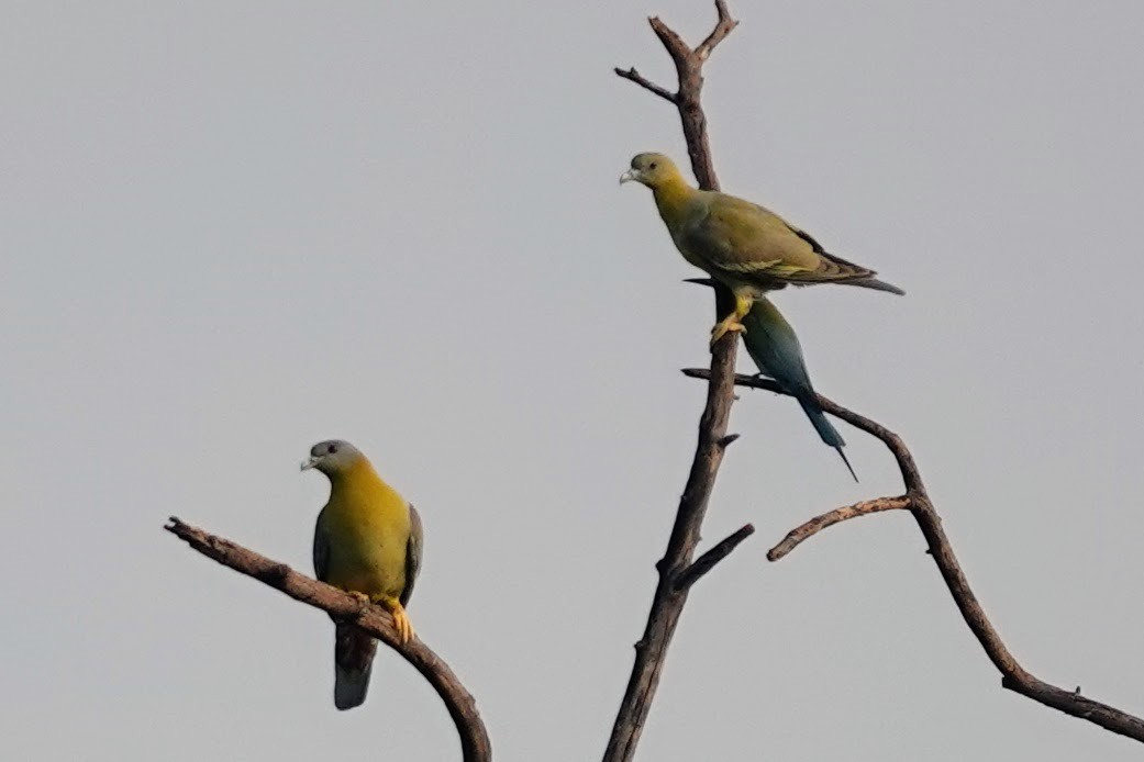 Yellow-footed Green-Pigeon - ML620674513