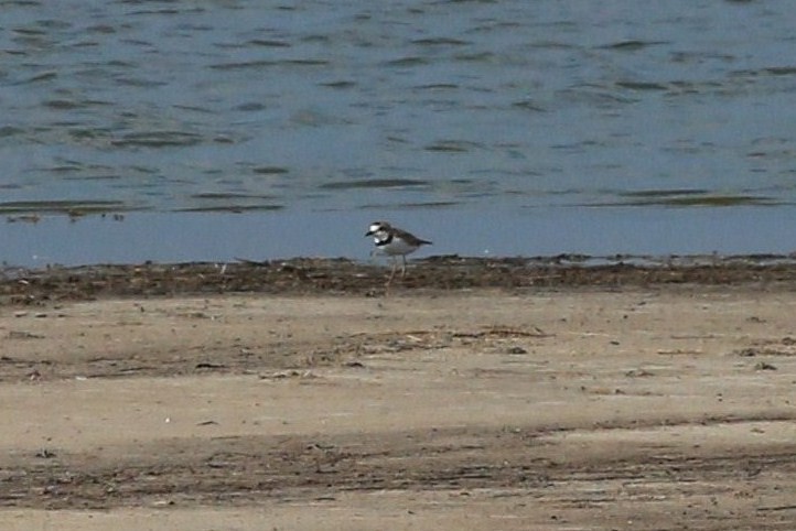 Collared Plover - ML620674519