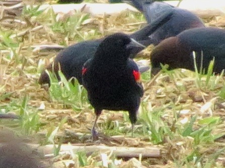 Red-winged Blackbird - ML620674525