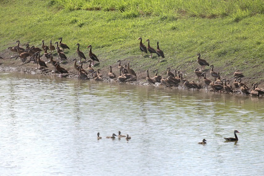 Black-bellied Whistling-Duck - ML620674526