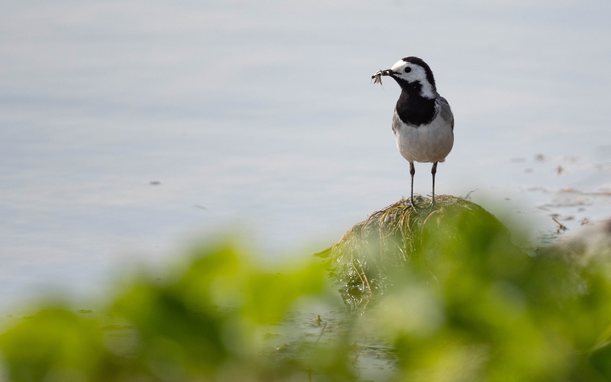 White Wagtail (White-faced) - ML620674529