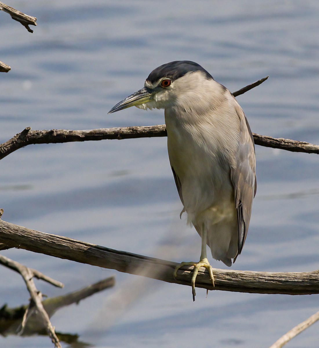 Black-crowned Night Heron - ML620674532