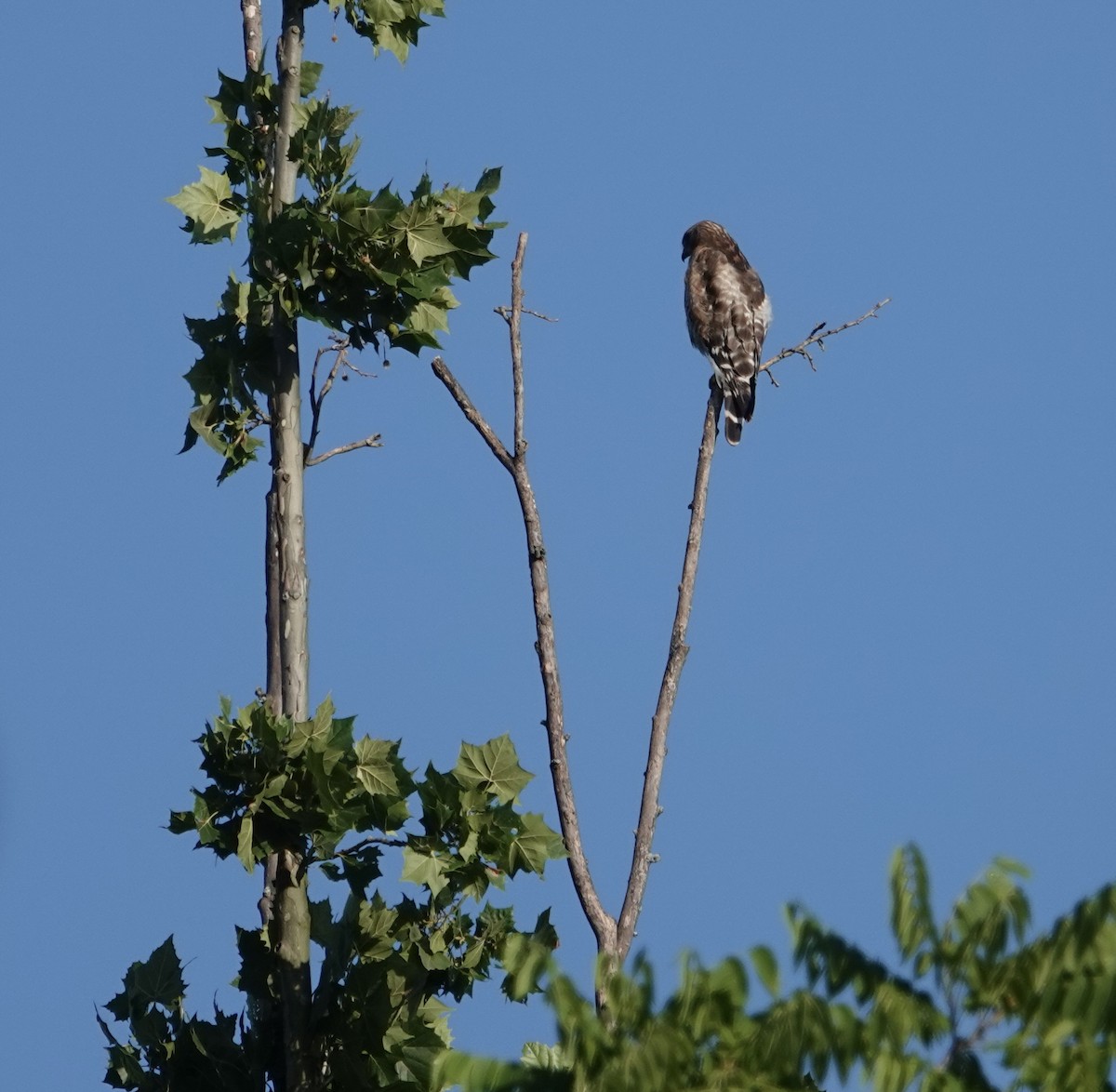 Red-shouldered Hawk - ML620674533