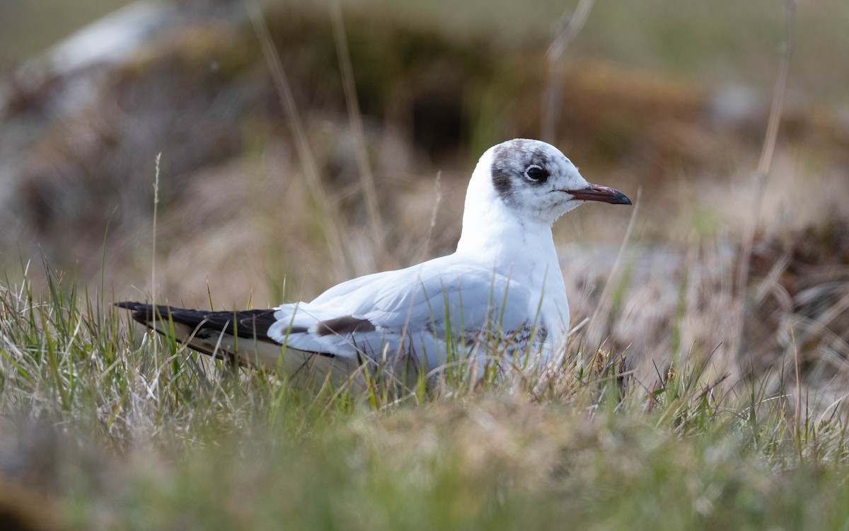 Black-headed Gull - ML620674535