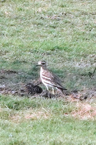 Indian Thick-knee - ML620674536