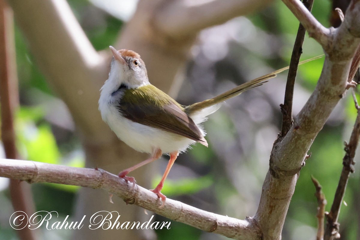 Common Tailorbird - ML620674539