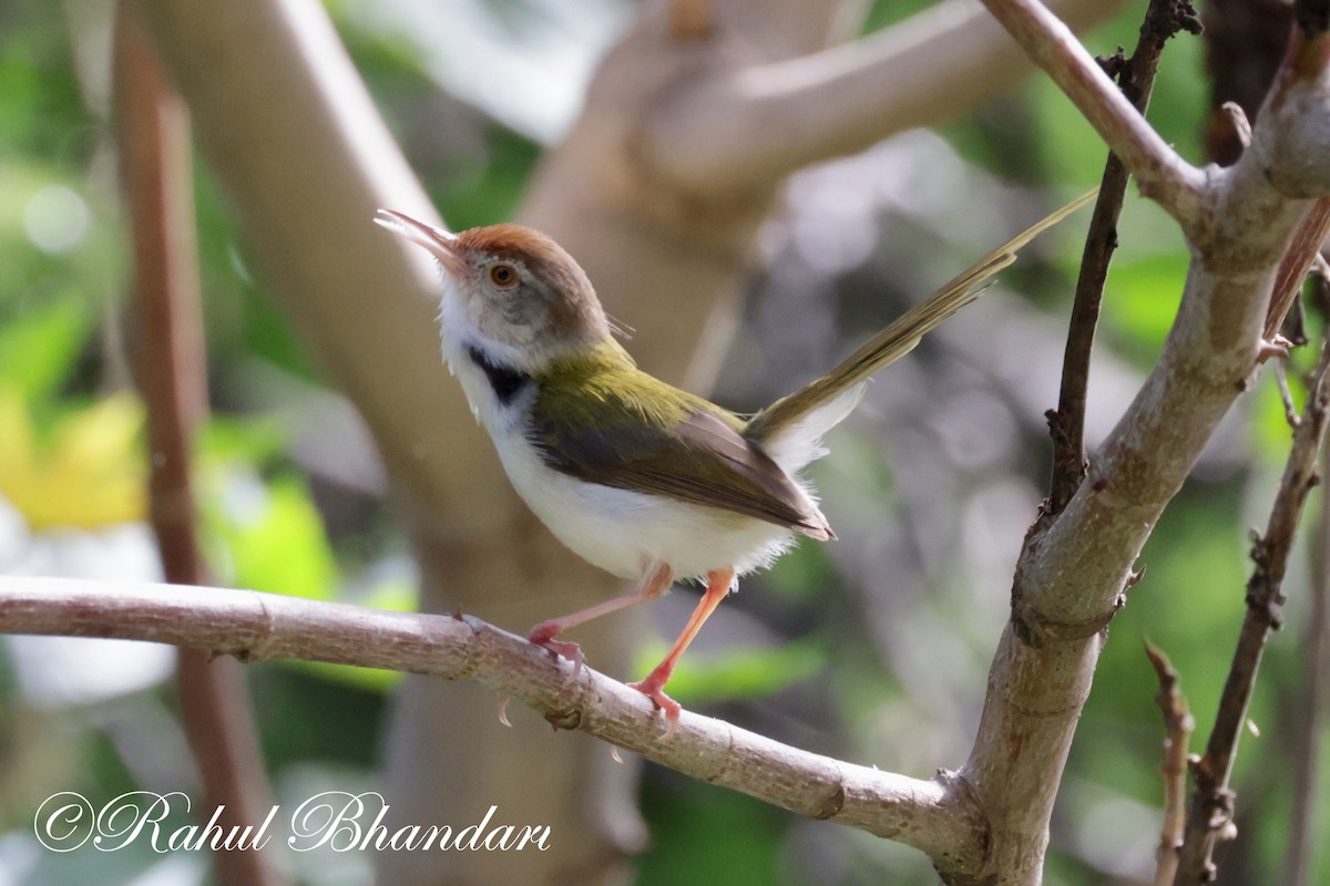 Rotstirn-Schneidervogel - ML620674540