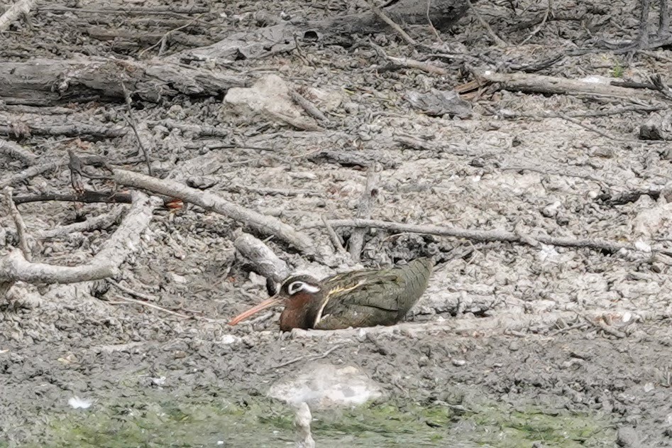 Greater Painted-Snipe - ML620674548