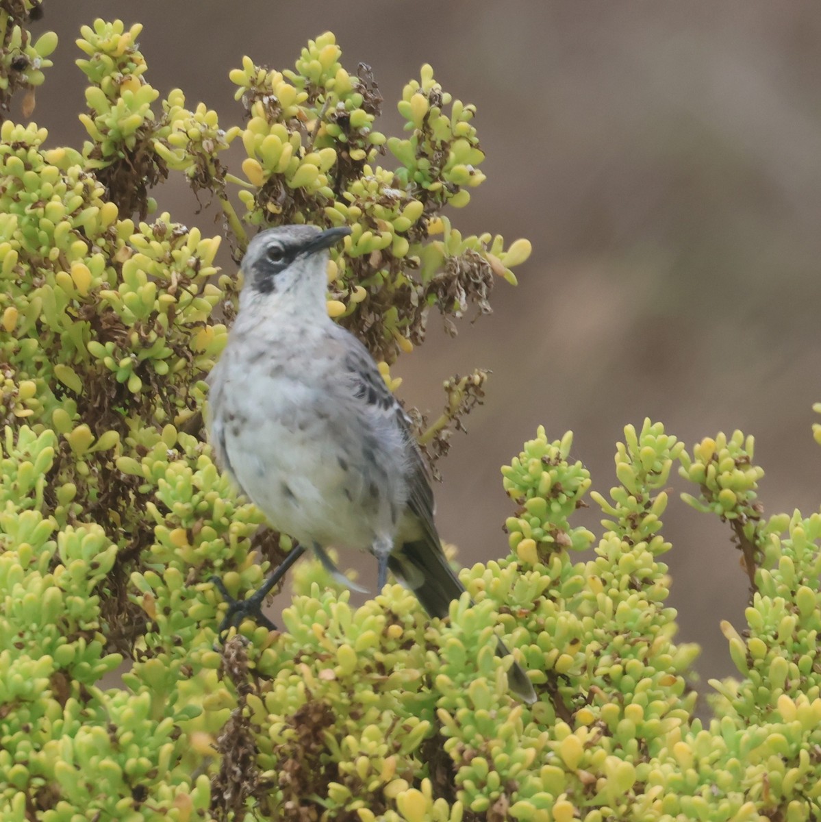 San Cristobal Mockingbird - ML620674556