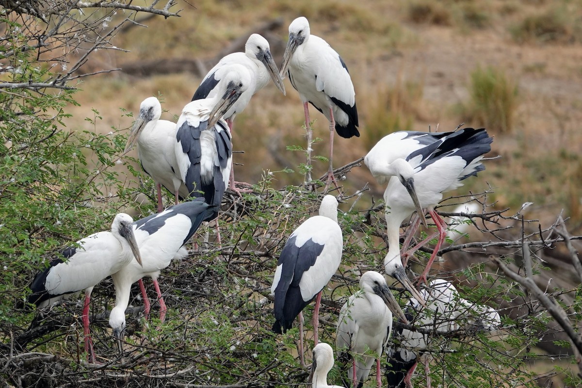 Asian Openbill - ML620674557