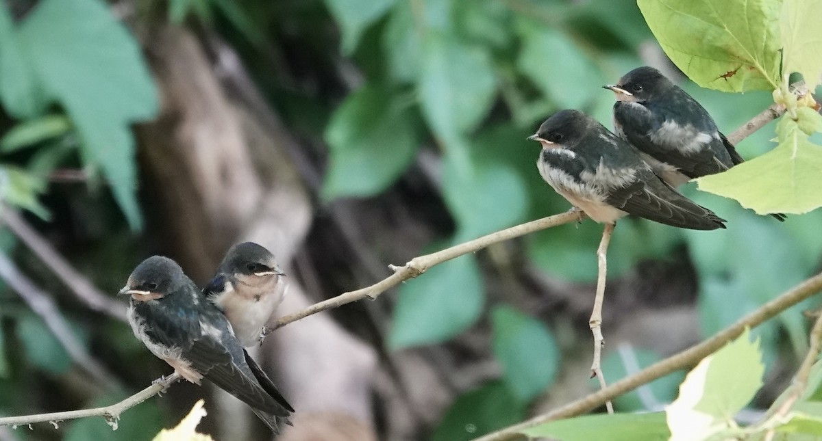 Barn Swallow - ML620674558